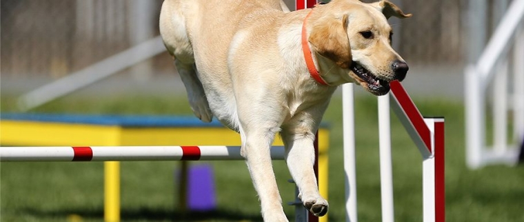 sports canins